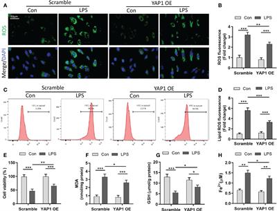 YAP1 alleviates sepsis-induced acute lung injury via inhibiting ferritinophagy-mediated ferroptosis